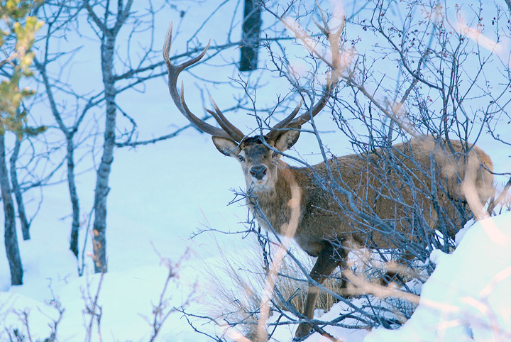 PASSIONE PER IL CERVO